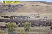(ویدئو) فرایند پرورش 1400 گاومیش کوهان‌دار آمریکایی؛ نحوه برش و بسته بندی بوفالوی 900 کیلویی در کارخانه