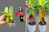 (ویدئو) یک روش خاص برای تکثیر موز با کمک نوشابه کوکاکولا! 