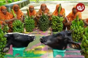 ببییند| غذای روستایی در هند؛ پخت خورشت کاری با کله پاچه گاو و موز