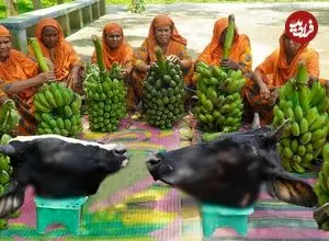 ببییند| غذای روستایی در هند؛ پخت خورشت کاری با کله پاچه گاو و موز