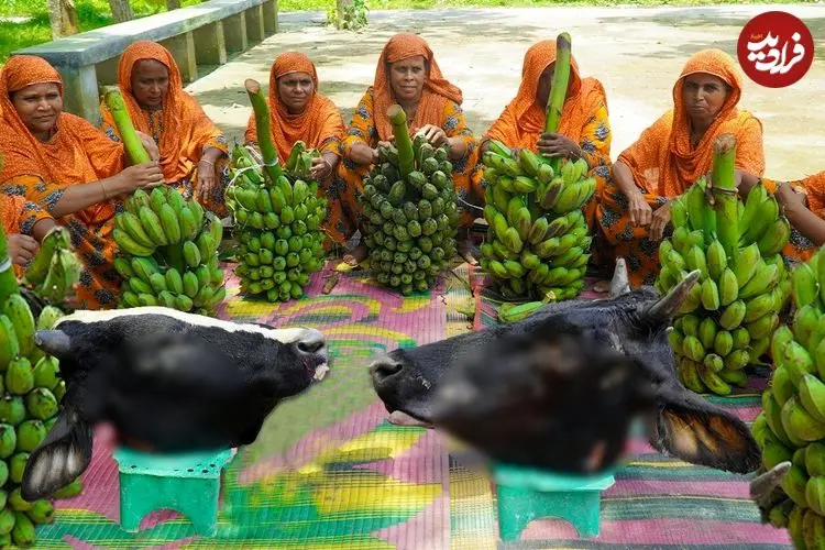ببییند| غذای روستایی در هند؛ پخت خورشت کاری با کله پاچه گاو و موز