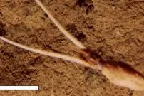 ماهی عجیبی که وانمود می‌کند گیاه است!