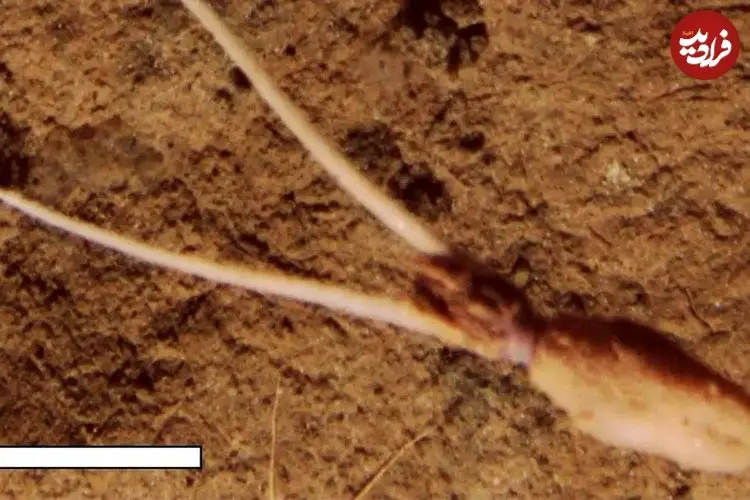 ماهی عجیبی که وانمود می‌کند گیاه است!