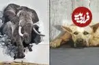 شاهکارهای حیوانی که هنرمندان خیابانی خلق کرده‌اند؛ از «خرس بازیافتی» تا «فیل لاستیکی»