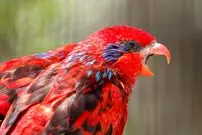 تصاویر؛ لوری بلو استریک؛ طوطی مشهور به «سرخپوست» که استاد تقلید صداست و یک میلیارد تومان قیمت دارد