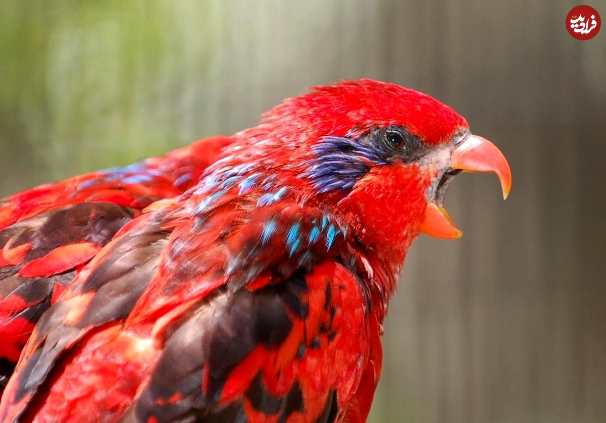 تصاویر؛ لوری بلو استریک؛ طوطی مشهور به «سرخپوست» که استاد تقلید صداست و یک میلیارد تومان قیمت دارد