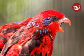 تصاویر؛ لوری بلو استریک؛ طوطی مشهور به «سرخپوست» که استاد تقلید صداست و یک میلیارد تومان قیمت دارد