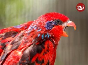 تصاویر؛ لوری بلو استریک؛ طوطی مشهور به «سرخپوست» که استاد تقلید صداست و یک میلیارد تومان قیمت دارد