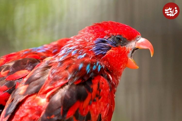 تصاویر؛ لوری بلو استریک؛ طوطی مشهور به «سرخپوست» که استاد تقلید صداست و یک میلیارد تومان قیمت دارد