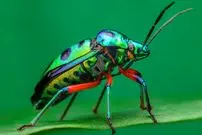 ببییند| 10 گونه از زیباترین و رنگارنگ ترین حشرات بدبوی جهان!