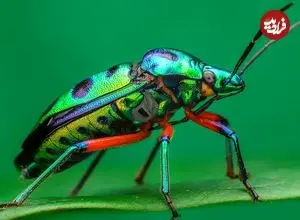 ببییند| 10 گونه از زیباترین و رنگارنگ ترین حشرات بدبوی جهان!