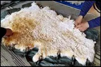 ببینید؛ مراحل دیدنی دباغی پوست گوسفند و تبدیل به محصولات گرانقیمت در چین
