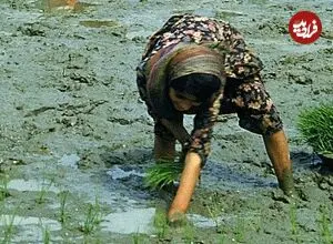 عکس| سفر زمان؛ زنان مازندرانی در حال کار در شالیزار؛ 75 سال قبل