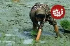 عکس| سفر زمان؛ زنان مازندرانی در حال کار در شالیزار؛ 75 سال قبل