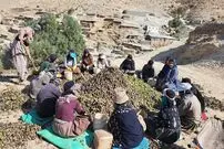 (ویدئو) برداشت و پوست کنی تماشایی 3 میلیون گردو توسط اهالی یک روستا در کردستان
