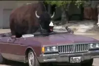 (ویدئو) این بوفالو با 1500 پوند وزن بزرگترین حیوان خانگی جهان است