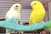 (عکس) قفس هوشمند برای راحتی پرندگان 