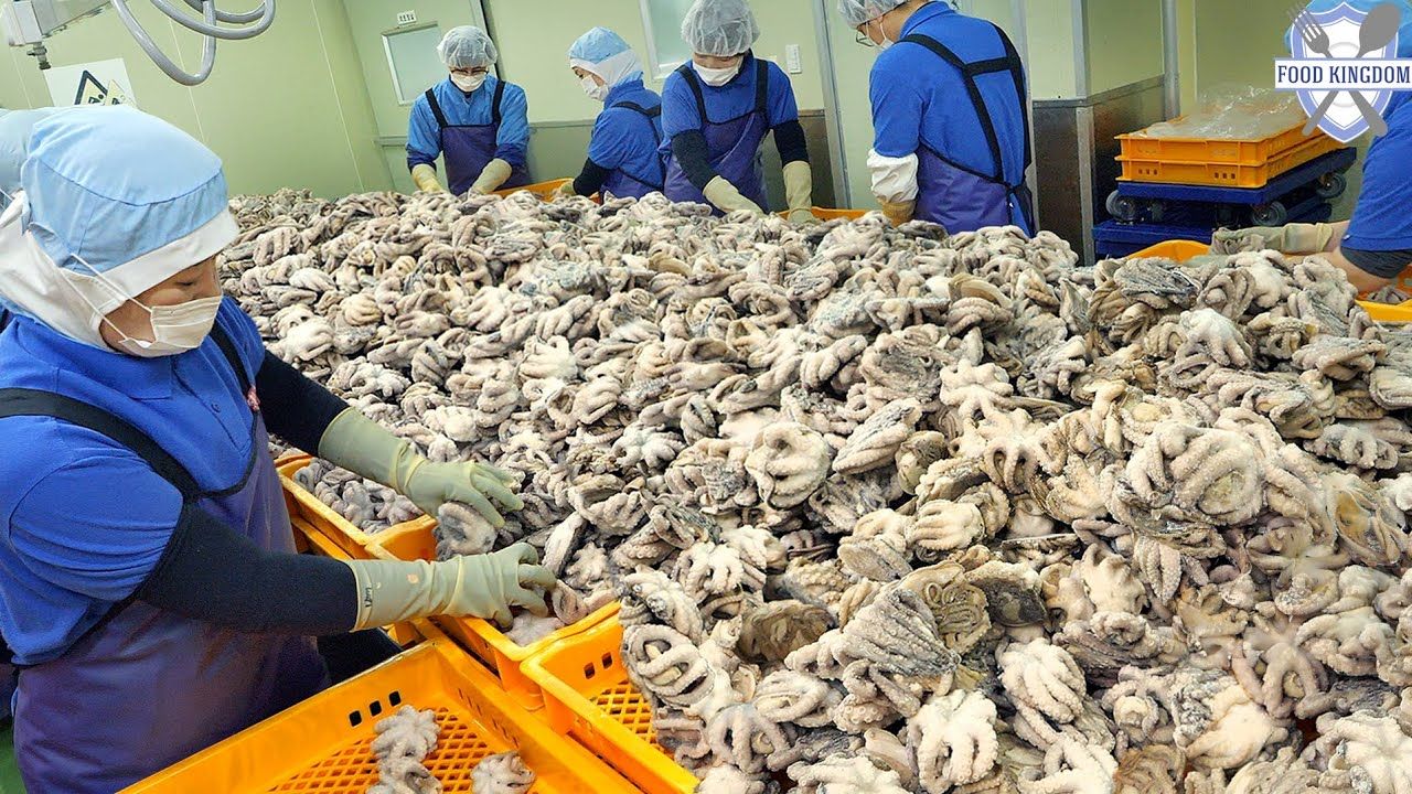 (ویدئو) فرآیند جالب فرآوری و بسته بندی صد هزار اختاپوس در یک کارخانه معروف کره ای