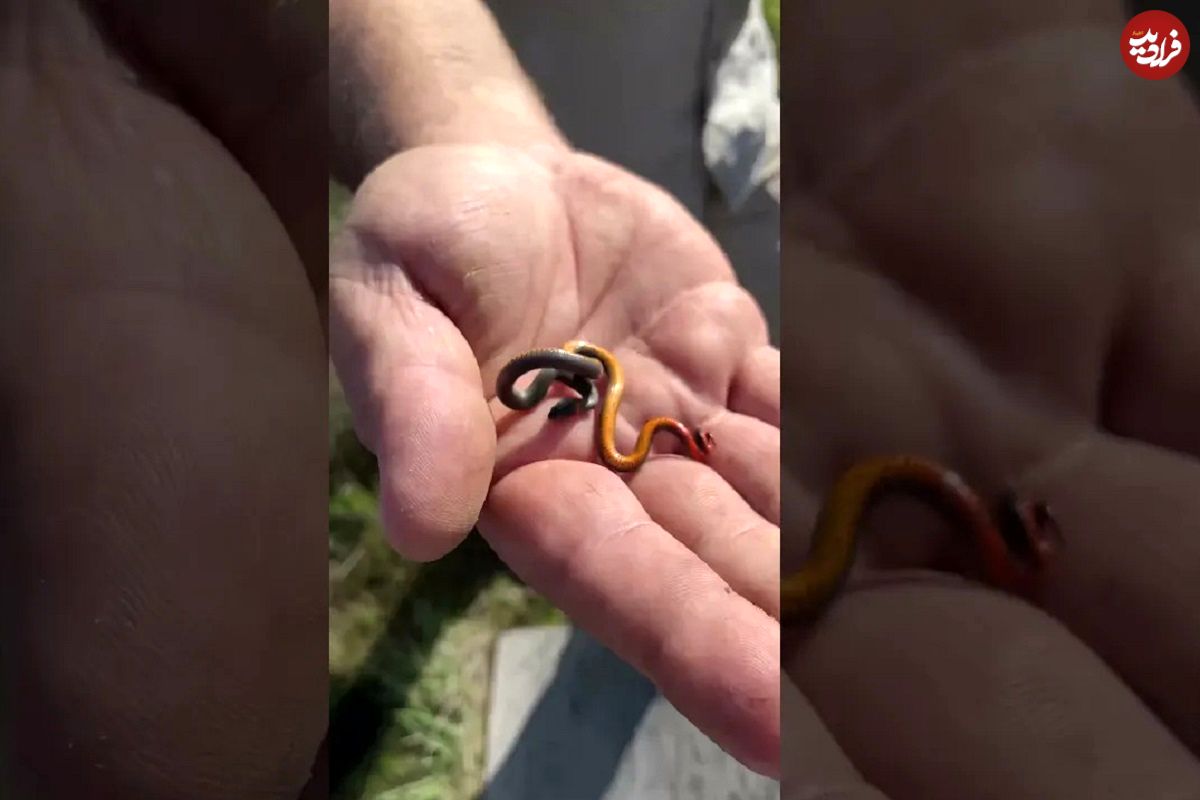 (ویدئو) این مار زیبای 10 سانتی متری کوچکترین مار جهان است