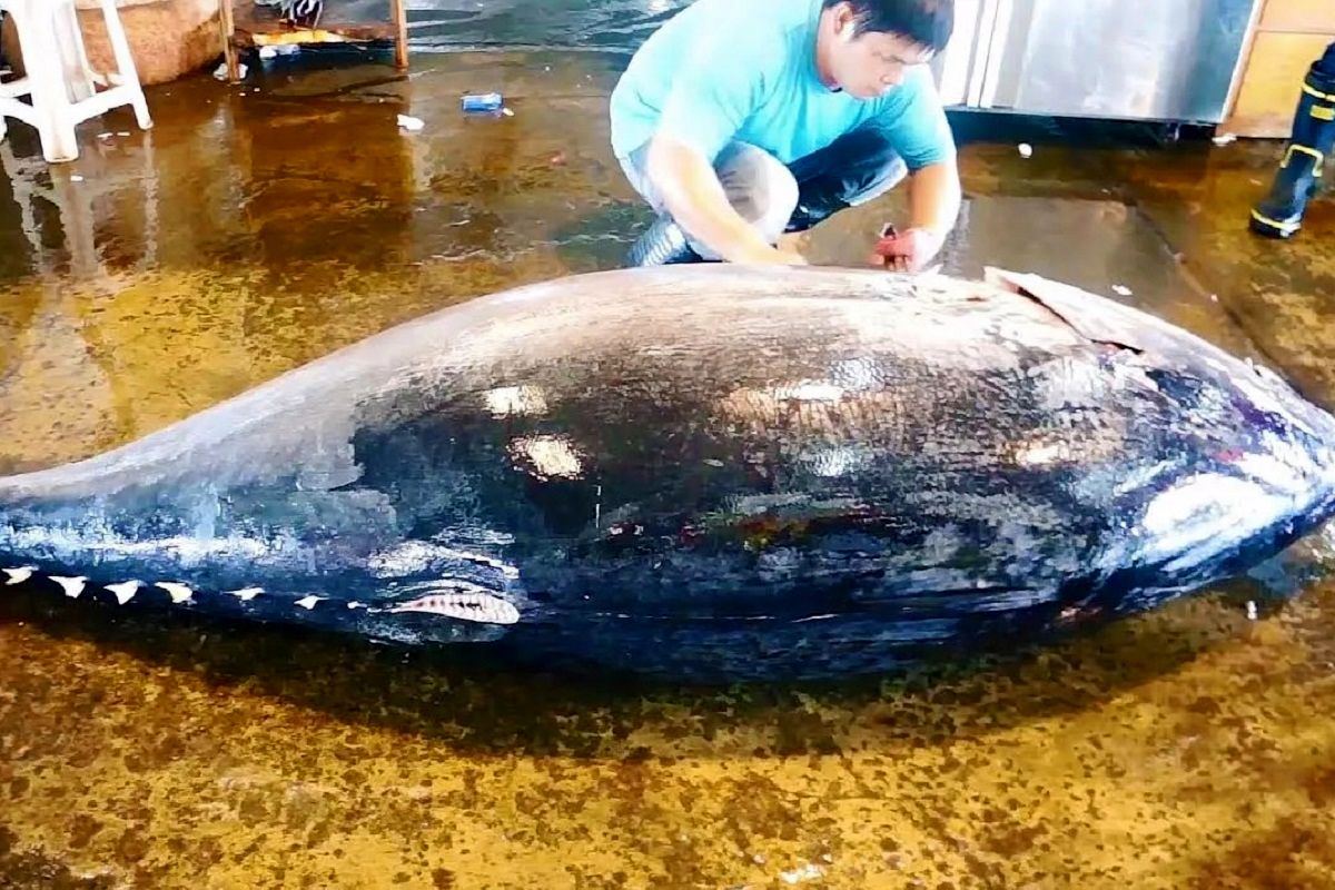 (ویدئو) برش زدن خارق العاده ماهی تن 410 کیلوگرمی برای تهیه سوشی