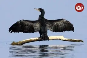 عکس| مرگ جمعی صدها باکلان