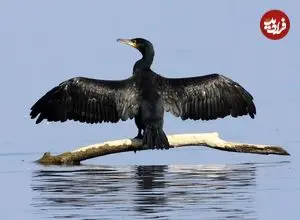 عکس| مرگ جمعی صدها باکلان