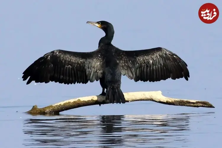 عکس| مرگ جمعی صدها باکلان