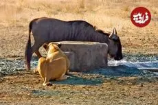 ببینید| غافلگیر کردن کل یالدار به روش شیر گرسنه!