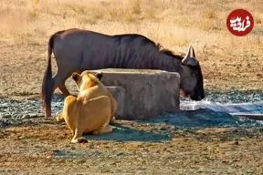 ببینید| غافلگیر کردن کل یالدار به روش شیر گرسنه!