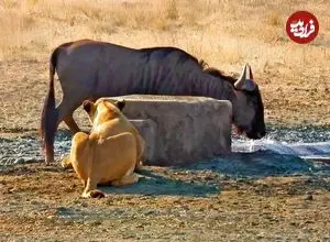 ببینید| غافلگیر کردن کل یالدار به روش شیر گرسنه!