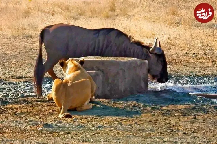 ببینید| غافلگیر کردن کل یالدار به روش شیر گرسنه!