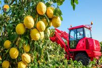 ببینید؛ مراحل کاشت و برداشت میوه یوزو و تهیه یک ادویه معروف با آن در ژاپن 