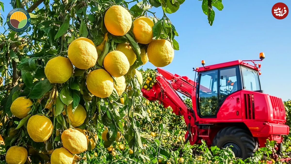 ببینید؛ مراحل کاشت و برداشت میوه یوزو و تهیه یک ادویه معروف با آن در ژاپن