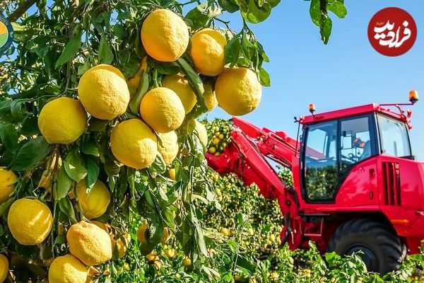 ببینید؛ مراحل کاشت و برداشت میوه یوزو و تهیه یک ادویه معروف با آن در ژاپن 
