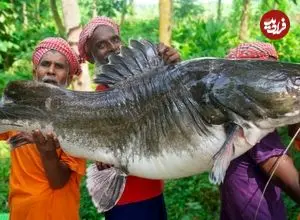 ببینید| غذای روستایی در هند؛ پخت یک غذای سنتی با گربه ماهی 67 کیلوگرمی