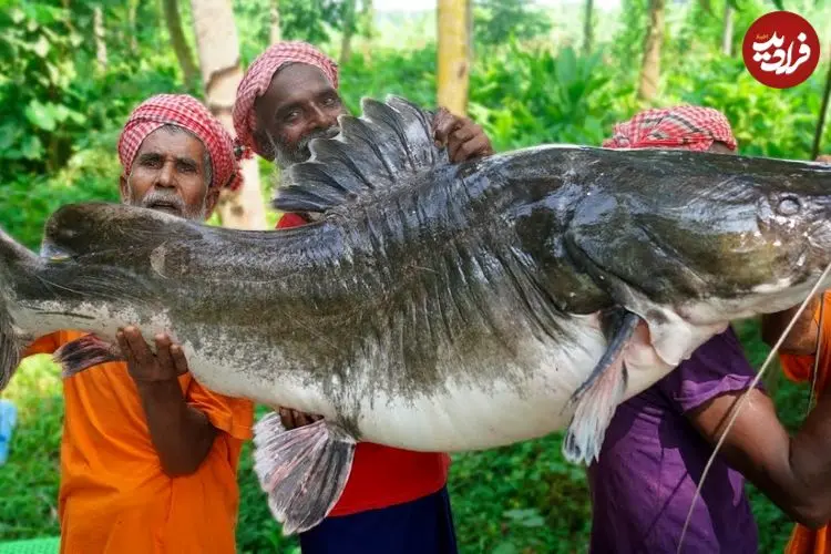 ببینید| غذای روستایی در هند؛ پخت یک غذای سنتی با گربه ماهی 67 کیلوگرمی