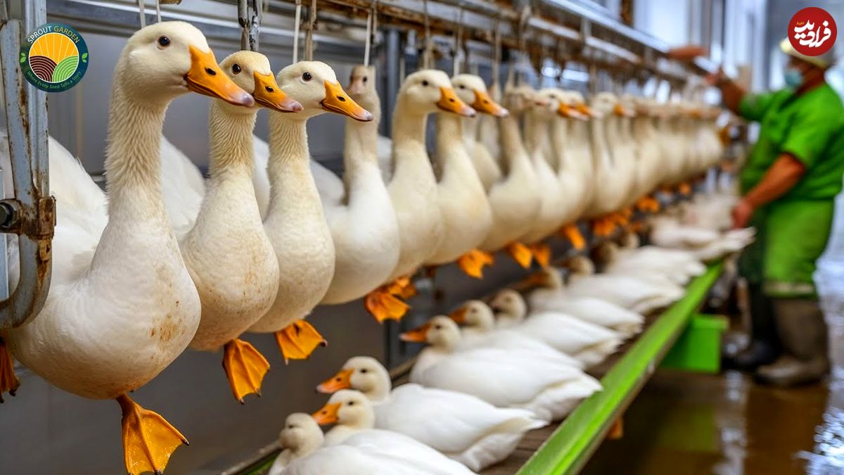 ببینید؛ مراحل دیدنی پرورش اردک در مزارع چین برای تولید گوشت و تخم اردک