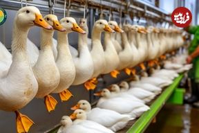 ببینید؛ مراحل دیدنی پرورش اردک در مزارع چین برای تولید گوشت و تخم اردک 