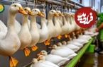 ببینید؛ مراحل دیدنی پرورش اردک در مزارع چین برای تولید گوشت و تخم اردک 