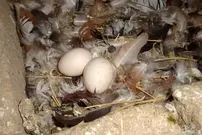 آیا خوردن تخم کبوتر واقعاً لکنت زبان کودکان را درمان می‌کند؟