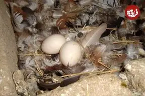 آیا خوردن تخم کبوتر واقعاً لکنت زبان کودکان را درمان می‌کند؟