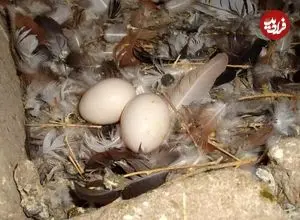 آیا خوردن تخم کبوتر واقعاً لکنت زبان کودکان را درمان می‌کند؟