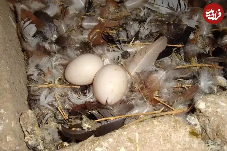 آیا خوردن تخم کبوتر واقعاً لکنت زبان کودکان را درمان می‌کند؟