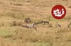 ویدئو؛ وقتی کفتارها به کروکودیل هم رحم نکردند: جنگ تمام‌عیار بر سر طعمه!
