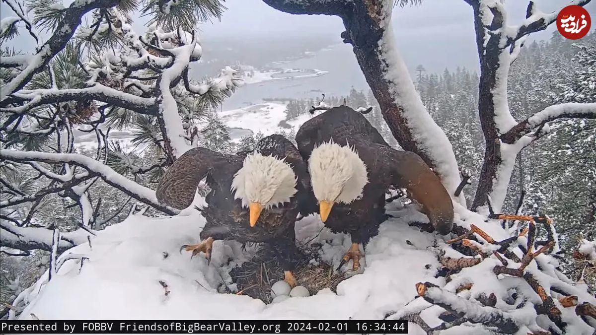 (ویدئو) لحظه حیرت انگیز مراقبت عقاب نر و ماده از تخم ها در میان برف و بوران