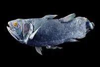 داستان کشف هیولایی که تصور می‌شد میلیون‌ها سال قبل منقرض شده است