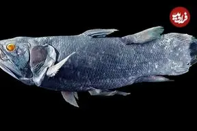 داستان کشف هیولایی که تصور می‌شد میلیون‌ها سال قبل منقرض شده است