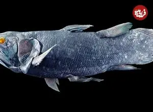 داستان کشف هیولایی که تصور می‌شد میلیون‌ها سال قبل منقرض شده است