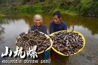 ببینید| غذای روستایی در چین؛ صید حلزون از رودخانه و پخت غذاهای سنتی با آن