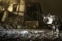 یک عکس استثنایی و وهم‌انگیز که بعد از 10 سال انتظار گرفته شد